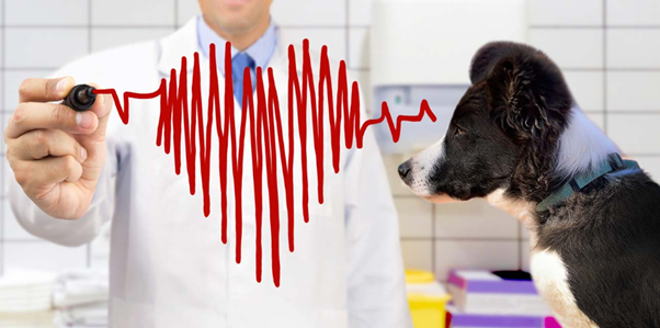 ECG Abnormalities in Canine Dilated Cardiomyopathy: What Veterinarians Should Watch For